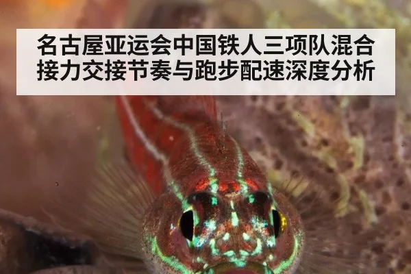 名古屋亚运会中国铁人三项队混合接力交接节奏与跑步配速深度分析